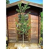 ヒメシャラ　単木　樹高1.8m前後