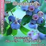 【失敗しない人気の果樹】5種から選べるブルーベリー・ラビットアイ系苗 (メインデイトー)