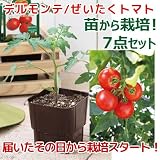 (観葉)私の菜園 デルモンテ ぜいたくトマト 苗から栽培セット(苗・土・プランター・支柱他7点セット) 家庭菜園 [生体]