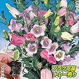 国華園　プラグ花苗 つりがね草ミックス(70本入・花色無選別)【※発送が国華園からの場合のみ正規品です】