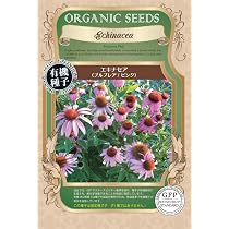 Amazon.co.jp: [ エキナセア ] グリーンジュエル 4寸ポット苗
