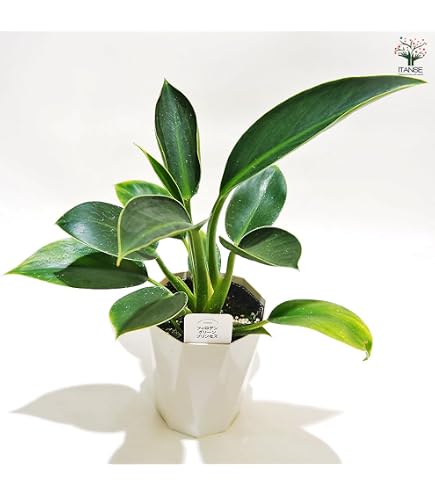 アグラオネマ ニティドゥム カーティシー 観葉植物 LEON レオン 19 Amazon｜アグラオネマ ニティドゥム カーティシー 観葉植物 LEON