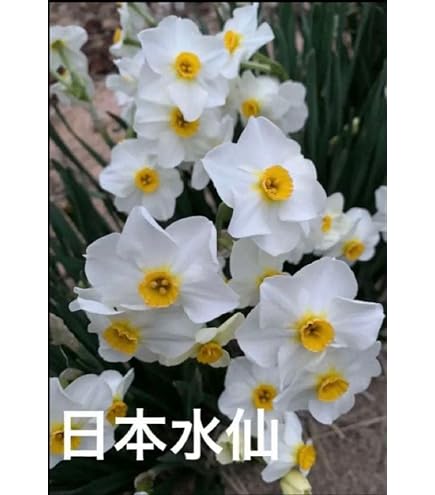Amazon.co.jp: アルストロメリア 球根100球根） : DIY・工具・ガーデン