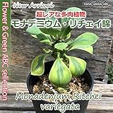 【多肉植物】モナデニウム・リチェイ錦（斑入）5号【店長おススメ】【観葉植物】