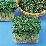 スプラウト 種 【マスタード（からし菜）】 種 1L