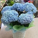 あじさい「カメレオン」ブルー色 かご付鉢植え 花ギフト