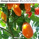 辛とうがらし 苗 Orange Habanero オレンジ ハバネロ トウガラシ 唐辛子 9cmポット （ ホット ペッパー ）