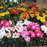 HALF&HALF♪ マリーゴールド苗&日々草 10×2 20　セットケース販売  ガーデニング 花苗　苗 園芸 ガーデニング