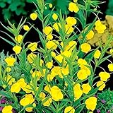 国華園　【メール便配送】在庫処分 サンダーソニア球根 フェニックス 3球【※発送が国華園からの場合のみ正規品です】