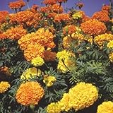 【メール便配送】　国華園　花たね　アフリカンマリーゴールド混合　1袋(300粒)【※発送が国華園からの場合のみ正規品です】