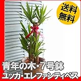 青年の樹　(ユッカ・エレファンティペス) 7号鉢 ・鉢カバー付き
