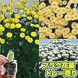 国華園　プラグ花苗 マトリカリアミックス 1トレー70本入り【※発送が国華園からの場合のみ正規品です】