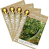 トカドヘチマ Thai Angled loofah Luffa acutangula Roxb Cucurbitaceae 4 Bulk ThailandMrk