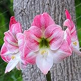 True Amaryllis Bulbs (Not Hippeastrum Seeds) Beautiful Bonsai Flower Bulbs Barbados Lily Potted Home