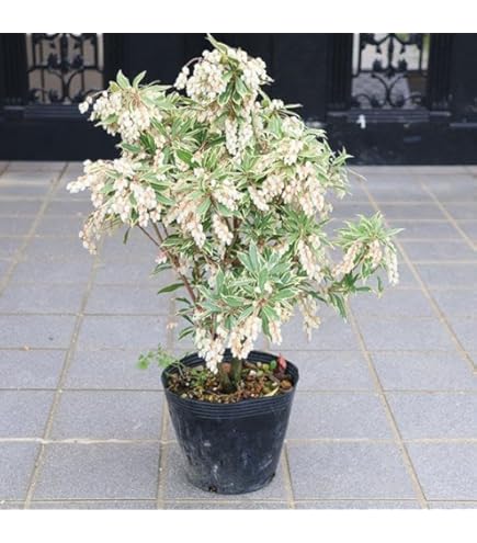 Amazon | SORA 紅花アセビ H700～900mm（鉢底より） | 植木