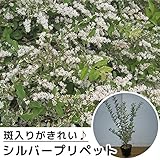 【50本セット】 シルバープリペット 樹高0.3m前後 10.5cmポット ポット入り 生垣用 苗木 植木 苗 庭木 生け垣