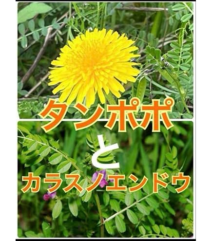 たんぽぽ出品 ワンコイン・デザインPack93（たんぽぽ 3種類）刺繍データ