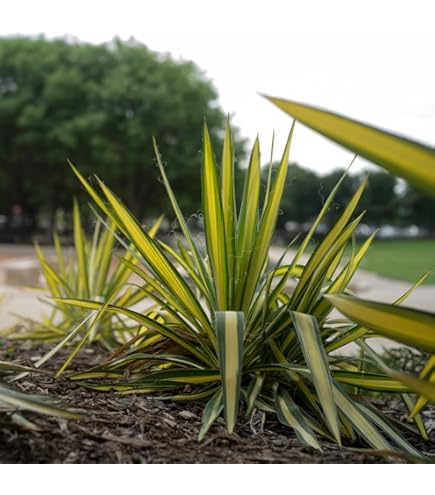 Amazon.co.jp: 耐寒性ユッカ斑入りグオサ◇ドライガーデン錦アガベ多肉
