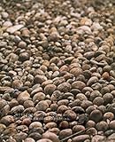 BHUTAN  Dreams of the Blue Bear