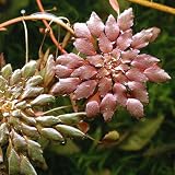 (水草) ルドウィジア セドイデス(無農薬)(1株) 本州・四国限定[生体]