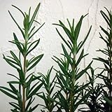 [大株]ローズマリー（立性）：トスカナブルー6号ポット*[立性ハーブ]