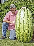 Fruit seeds 30 pcs Giant Watermelon Seeds- HUGE 200 lbs,Home gardening,