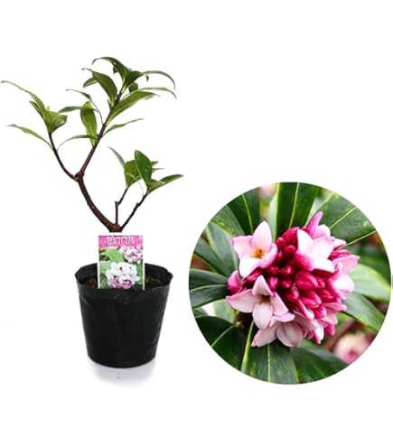Amazon.co.jp: 夜来香 5号鉢 イエライシャン 行灯仕立て 香りの花