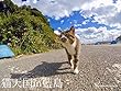 「猫天国in藍島」