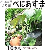 さつまいも 苗 ウイルスフリー 切り苗 ベニアズマ 10本束 なえ屋産の丈夫なサツマイモ苗