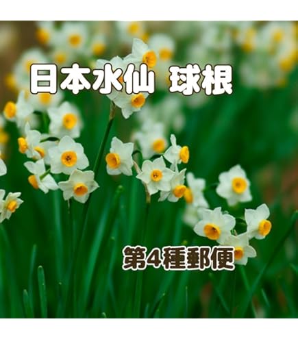 Amazon | はなみどり 水仙 寒咲日本水仙 球根 10球 | 球根