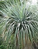 Nolina nelsonii - Blue Beargrass Tree - Nelsons Beargrass - 5 seeds
