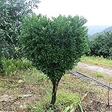 盆栽イエローポプラの種子の家族のために良い選択は、ホルムアルデヒドツゲ属鉢植えの木中国のつげの種子を吸収100PCS