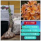 【希少なハイブリッド種】プルメリアのベアルート発根苗 ‘Penang Peach'（大苗） 栽培セット【スリット鉢・プルメリア専用培養土・栽培説明書つき】