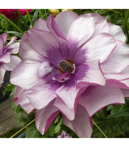 Amazon.co.jp: 予約販売 ラナンキュラス ラックス 苗 アイオリア 10.5