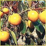 渋柿の苗木 市田柿(いちだがき)