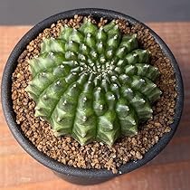 超特大　ギムノカリキウム　リオグラデンセ　希少種　陶器鉢のまま発送　サボテン サボテン ギムノカリキウム LB hyb | plantsotenki