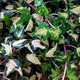 ヘデラ へリックス( アイビー）：ゴールドハート24株セット[常緑・直接登はん型]