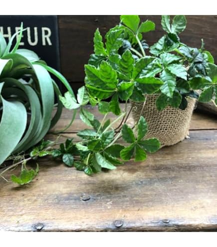 Amazon｜ハッピーガーデン 観葉植物 トラディスカンチア ゼブリナ