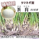 補植用 タマネギ 苗 浜育 はまそだち 50本 たまねぎ