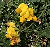 【山野草】姫ミヤコグサ