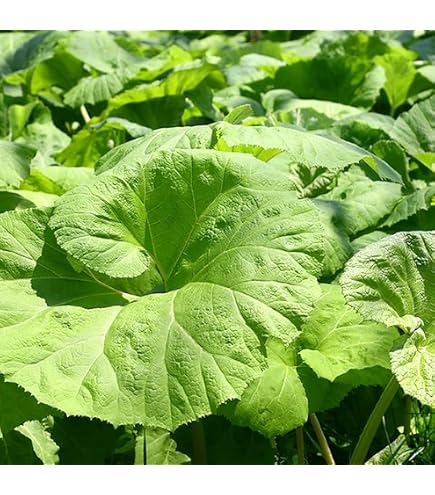 Amazon.co.jp: Japanese Wild Vegetables Made in Kochi Prefecture