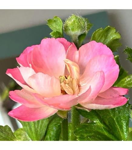 宮崎県産【開花苗】ラナンキュラスラックス　セイレン　ポット苗《2/17》 Amazon.co.jp: 宮崎県産 開花苗 ラナンキュラスラックス セイレン