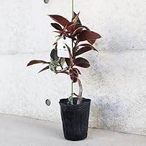 フィカス　ルビー　曲がり仕立て　陶器鉢　植え込み発送 206a9bd6e8895bbdd802a3a859d22c