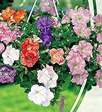 花の種子は、ハンギングバスケットペチュニアTriumpfミックス年報を末尾