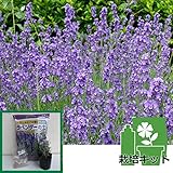 耐暑性ラベンダー：長崎ラベンダー：リトルマミー3号ポット1株と土と肥料のセット[長崎県品種] ノーブランド品