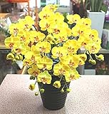 胡蝶蘭鉢植え 光触媒 【造花】 ミディ５本立て 黄色 【ＣＴ触媒加工】 枯れない胡蝶蘭