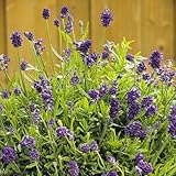 国華園　ケース花苗 ラベンダーミックス(無選別) 24株（１ケース）【※発送が国華園からの場合のみ正規品です】