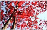 lhdlily Maple Tree Branches Sky天井3d壁紙現代のリビングルーム壁画天井3d壁画絵画 LHDLily-561616981-10209