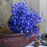 Gypsophila自然Dried Flower Baby 's BreathホームDecor Dried Flower Sky Star