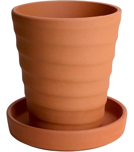 Amazon.co.jp: 斑入りソテツ 4号素焼鉢 : DIY・工具・ガーデン